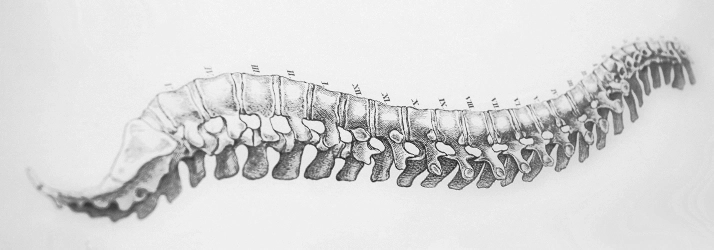 Chiropractic Harrisburg NC Spine Drawing Chiropractic Harrisburg NC Spine Drawing